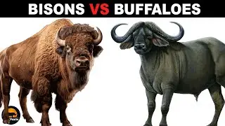 What is the Difference Between Bisons and Buffaloes?