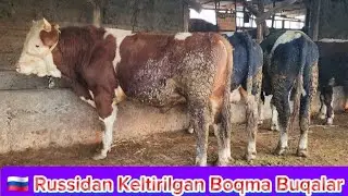 Axmadjon Toga Rossiyadan Yemlashga Tayyor Nasildor Buqalar Olib Keldi 3-noyabr, 2024