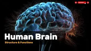 Brain Structure and Function Explained || Human brain || Brain structure || Brain functions