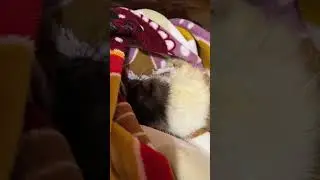 Пока Емелька спит, я работу работаю. #rat #крыса #animal #животные