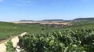 Champagne vineyards, Moussy, Marne, Champagne-Ardenne, France, Europe