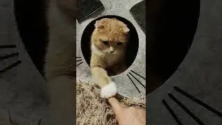 кот Семён