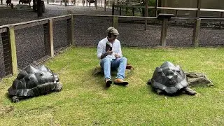 Finishing a page of my travel journal (Galapagos Tortoise at the Nashville Zoo)