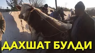 ЯНГИ МОЛ БОЗОР НАРХЛАРИ ДАХШАТ.САМАРКАНД САВХОЗ 8.12.2019