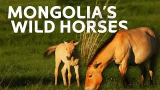 Finding Mongolia's Incredible Wild Horses | Art Wolfe's Travel To The Edge