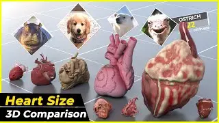 HEART SIZE comparison of different animals