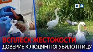 Неизвестный убил лебедя в Горячем Ключе