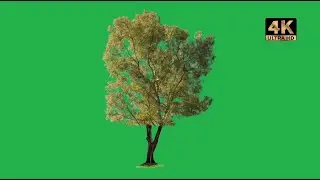 tree green screen video free download