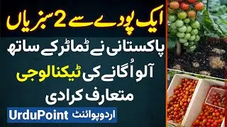 One Plant Two Vegetables - Pakistani Ne Tomato and Potato Ikathe Kasht Karne Ki Technology Bana Di