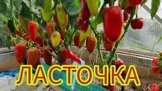 СЛАДКИЙ ПЕРЕЦ ЛАСТОЧКА. ИНДИВИДУАЛЬНЫЙ ОБЗОР ПЕРЦА. УРОЖАЙНОСТЬ С КУСТА. ОТЗЫВЫ. Pepper.