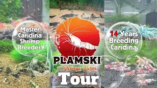 Plamski Shrimp Room Tour