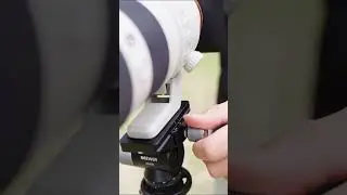 The NEEWER GM39 gimbal tripod head is you key to dynamic bird- watching photos!