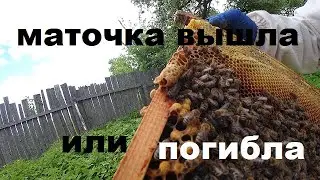 Маточка вышла из маточника или погибла?  Что делать?