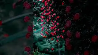 перирода