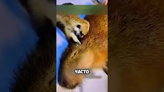 трогательная история суриката и капибары 🦝🦫 