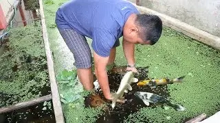 MASSIVE koi fish growth in my OUTDOOR CEMENT POND.