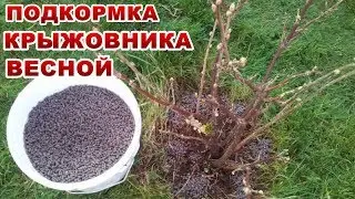 КРЫЖОВНИК ЗАВАЛИТ ВАС КРУПНЫМИ И СЛАДКИМИ ЯГОДАМИ, ЕСЛИ ВЫ   ПОДКОРМИТЕ  ВЕСНОЙ ЕГО ВО ВРЕМЯ ,ЭТИМ..