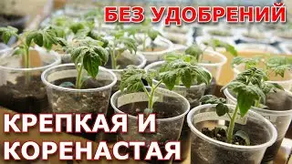 Крепкая и коренастая рассада без удобрений