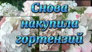 Самарская Лидия, Пинк энд Роуз, Даймонд Руж, Фантом.