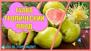 Гуава - тропический плод