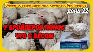 Чем лечить понос у бройлеров. Плохо набирают вес бройлеры или растут при поносе?