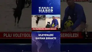 Sportif Köpek Plaj Voleybolunda İzleyenleri Kendine Hayran Bıraktı!