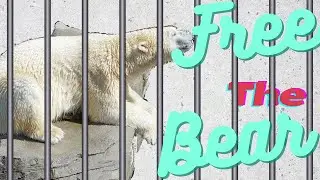 The Actual Prison Where Polar Bears Are Sent