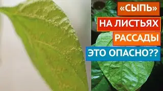 ПУПЫРЫШКИ НА РАССАДЕ! ЧТО ЭТО И КАК ЛЕЧИТЬ!