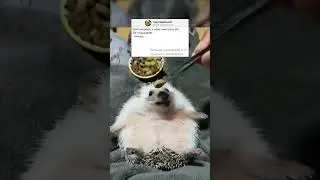 Анекдот про ёжика 