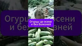 Здоровые огурцы до самой осени!  