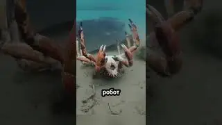 Крабы, спасшие робота-краба! 🤖🦀❤️ #животные