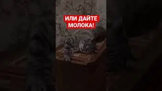 Объевшийся котёнок