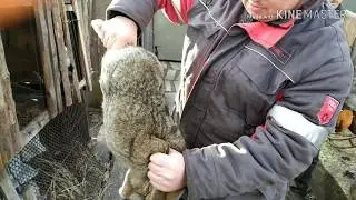 Забой КРОЛИКА. Дедовский способ.