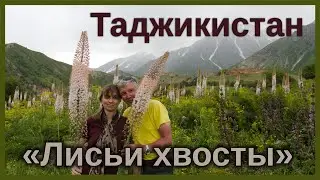 Таджикистан. Лисьи Хвосты. Ходжа Оби Гарм
