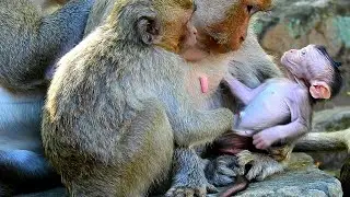 Just born baby monkey looks to mom to remember mom