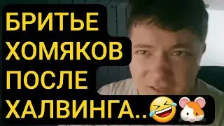 🤣😱🐹БИРИТЬЕ ХОМЯКОВ ПОСЛЕ ХАЛВИНГА...