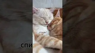 Спишь😂 #shortvideo#смешноевидео#смех#шорты#кошки#тренд#newreels#топ