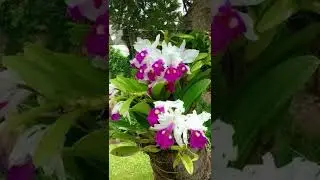 Ideias de cultivo de orquídeas em árvores