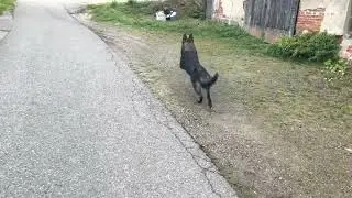 Hund jagt Katze