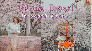SPRING VLOG | Cherry Blossoms in Busan