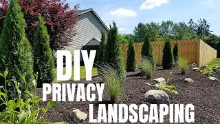 DIY Privacy Landscaping | Emerald Green Arborvitae | Landscaping Makeover Idea