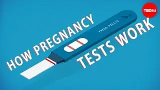 How do pregnancy tests work? - Tien Nguyen