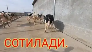 СИГИРЛАРИМИЗ СОТИЛДИ ,974544232