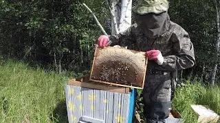 КУПИЛ ХУТОР в ЛЕСУ на краю БОЛОТА. Часть 61. БЫВШАЯ ХОЗЯЙКА ПРИЕХАЛА на ХУТОР.