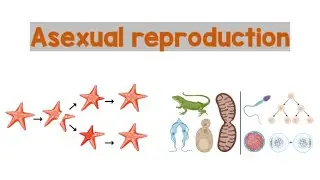 Asexual Reproduction | Biology Animation