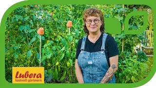 Paprika stützen: Anleitung für die Unterstützung von Paprikapflanzen mit Hilfe eines Pflanzstabs