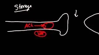 Acetylcholine Synthesis Pathway Made Simple