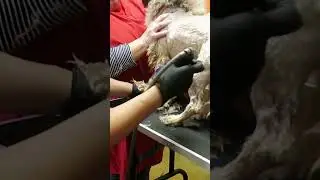 Dog Reacts to Severe Matting