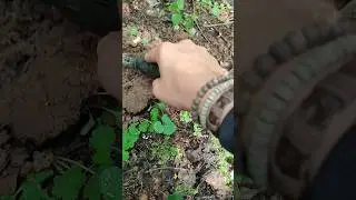 Сигнал 21-24 на тёрке! Дедушка Хабар.. ..троллит. #trending #лето #коп #лес #metal #metaldetecting