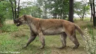 Cats, Dogs and a 20 Million Year Rivalry